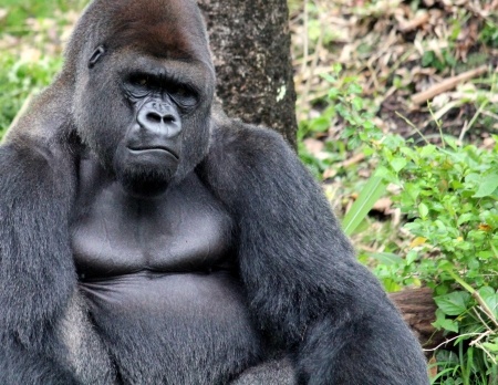This is a picture of a gorilla staring intently at the camera. He is big.