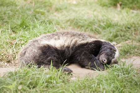This is an image of a honey badger sleeping.