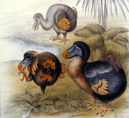 Study Reveals Dodo Birds Not Stupid as Previously Thought - SBU News